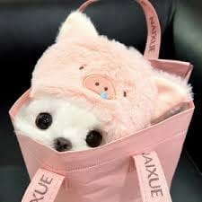 ہانیہ عامر avatar