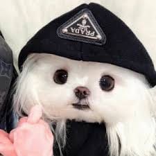 فواد خان avatar